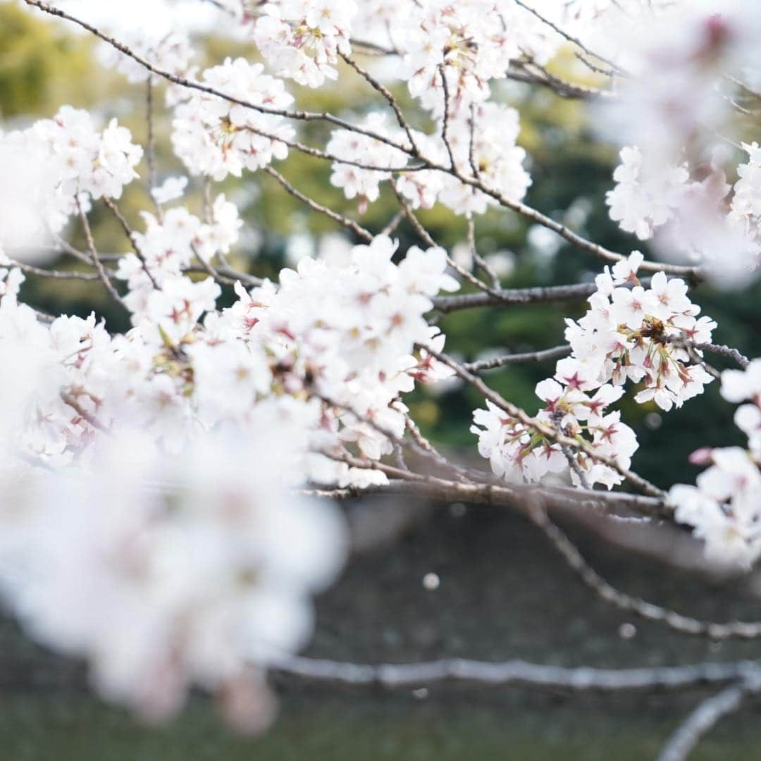 Myakoさんのインスタグラム写真 - (MyakoInstagram)「#α7iii #桜 #お花見 #撮影」4月7日 19時58分 - myakonee