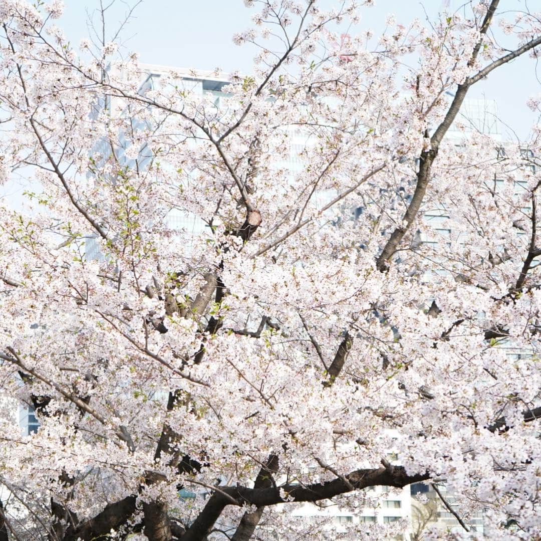 Myakoさんのインスタグラム写真 - (MyakoInstagram)「#α7iii #桜 #お花見 #撮影」4月7日 19時58分 - myakonee