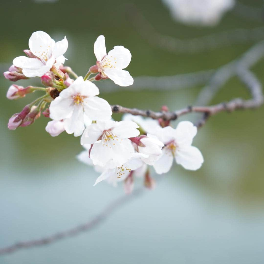 Myakoさんのインスタグラム写真 - (MyakoInstagram)「#α7iii #桜 #お花見 #撮影」4月7日 19時58分 - myakonee