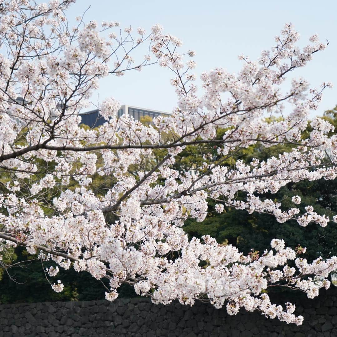 Myakoさんのインスタグラム写真 - (MyakoInstagram)「#α7iii #桜 #お花見 #撮影」4月7日 19時58分 - myakonee