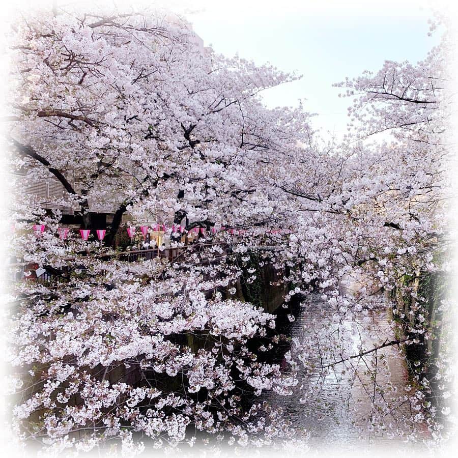 柴本愛沙さんのインスタグラム写真 - (柴本愛沙Instagram)「すでに葉桜だけど… 目黒川の桜を観に🌸  昨日の昼と今日の夜と。 葉桜には夜の方がいいかな。 3枚めの動画は桜吹雪です。  引っ越しの片付けが終わらず、 少しホームシックみたいになって なんだか毎日ブルーな気分に。 おかしいな。 なんだかんだいって、大分好きだったんだな♡  明日から新しい職場だから 明るい気持ちに切り替えよう！  #まさかのホームシック  #春 #引越し #お花見 #目黒川 #中目黒 #葉桜 #夜桜 #桜吹雪 #夜桜見物 #葉桜祭り #さくら #桜 #sakura #JAPAN #tokyo #TYO #spring #cherryblossom #flower #新生活 #頑張ろう #日本人でよかった #桜の季節もそろそろ終わり」4月7日 19時58分 - aisa_shibamoto