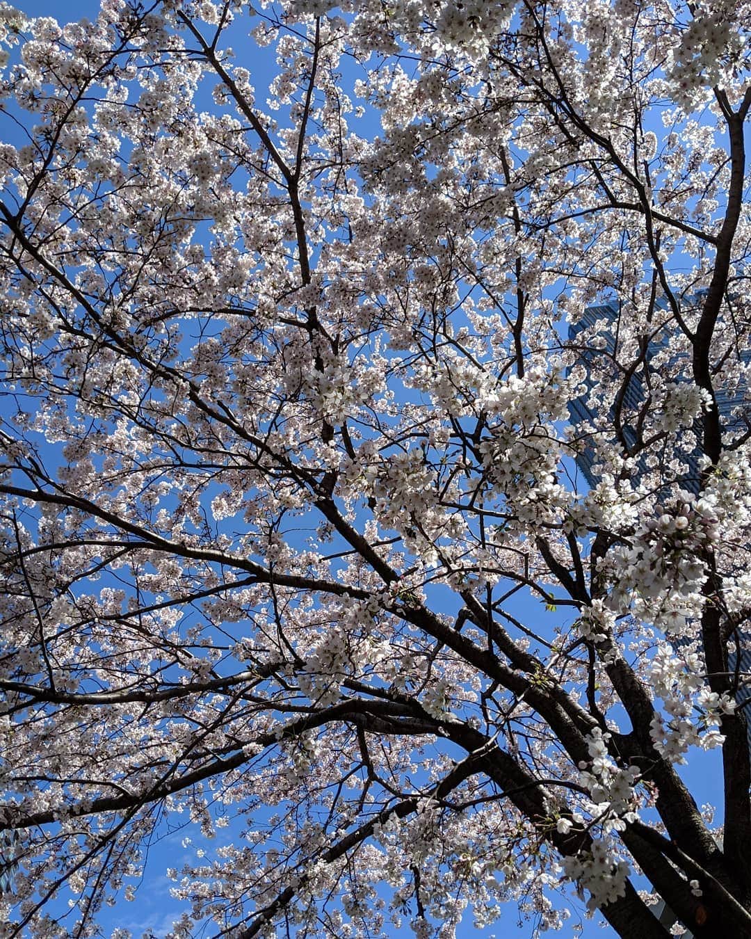高橋メアリージュンさんのインスタグラム写真 - (高橋メアリージュンInstagram)「#sakura #sakura2019 #japan」4月7日 19時59分 - maryjuntakahashi