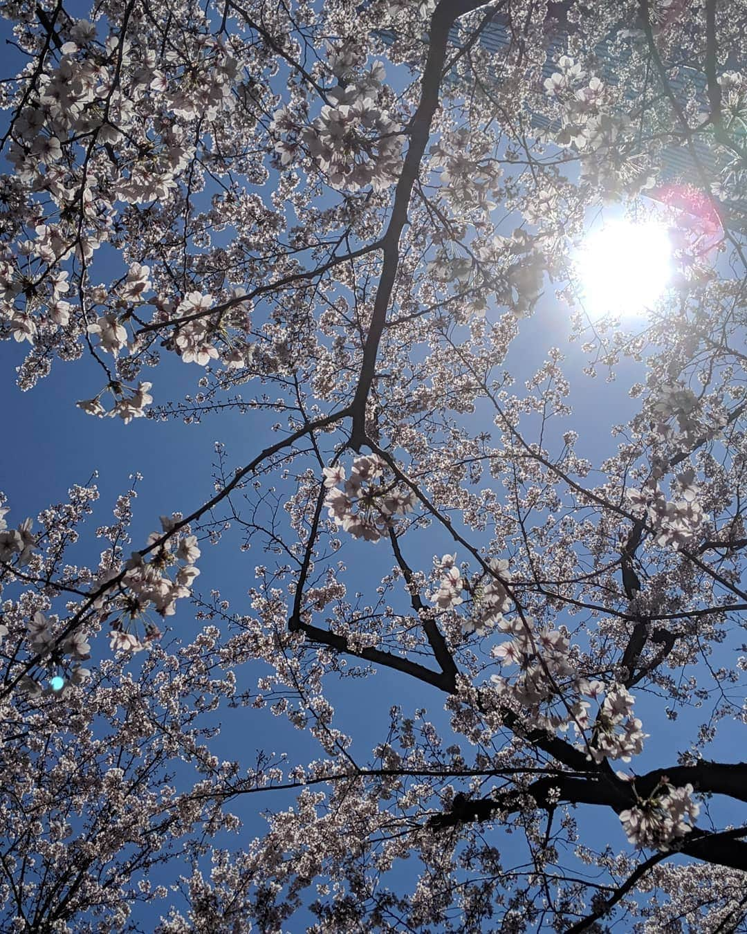 高橋メアリージュンさんのインスタグラム写真 - (高橋メアリージュンInstagram)「#sakura #sakura2019 #japan」4月7日 19時59分 - maryjuntakahashi