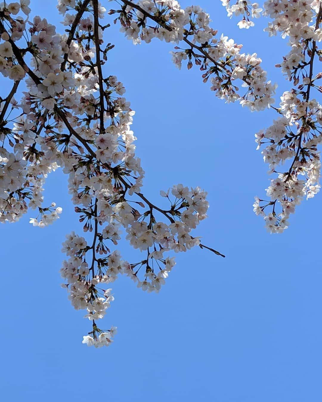 高橋メアリージュンさんのインスタグラム写真 - (高橋メアリージュンInstagram)「#sakura #sakura2019 #japan」4月7日 19時59分 - maryjuntakahashi