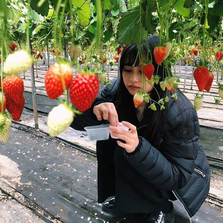 西山乃利子さんのインスタグラム写真 - (西山乃利子Instagram)「狩にいこうぜ ＊ ＊ ＊ ＊ #spring #strawberry #cute #いちご狩り」4月7日 20時09分 - nokko_626