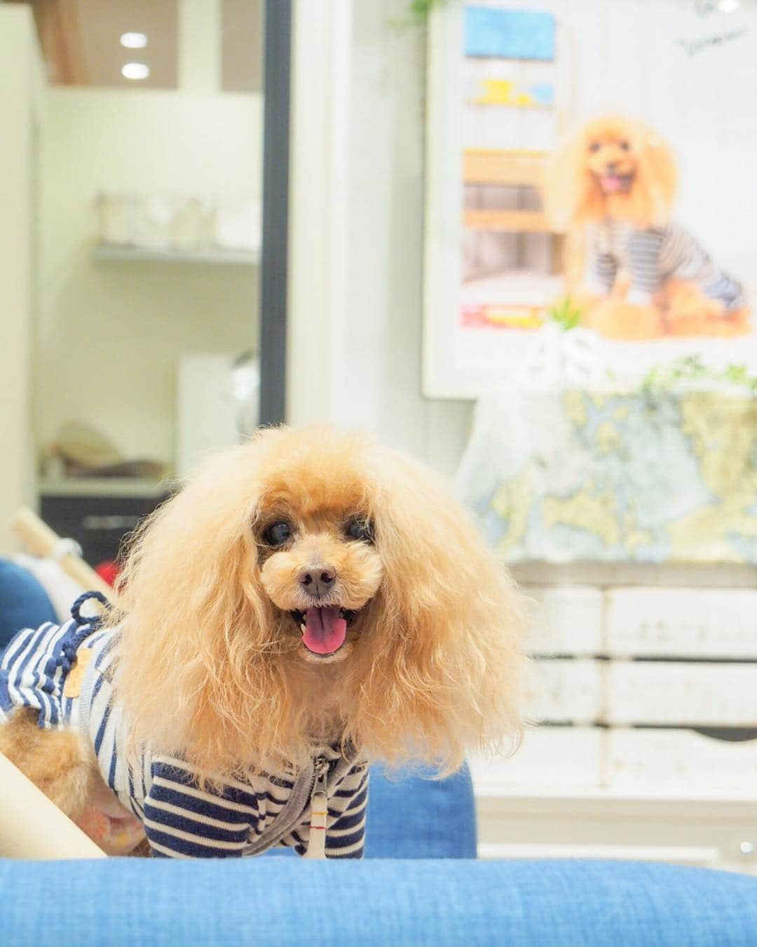 Toypoodle Mikuru?Asakusa Tokyoさんのインスタグラム写真 - (Toypoodle Mikuru?Asakusa TokyoInstagram)「20190407 Sunday. Congratulations on your graduation!🎉 . みくるん卒業おめでとう㊗️ as know as de wan 第17期ppモデル 卒業式無事迎えられました♥️ スタッフの皆さん本当にありがとうございました😆 . 半年間のpp活動は、素敵な同期の方とも知り合えて、とても楽しくかけがえのないものとなりました😌 . これからも、みくる共々よろしくねッ😆 . #asknowasdewanマロニエゲート #第17期ppモデル #第17期ppgirl #お仕事みくるん . ✴️念のためイラスト掲載許可は頂いております🙏🏻」4月7日 20時05分 - purapura299