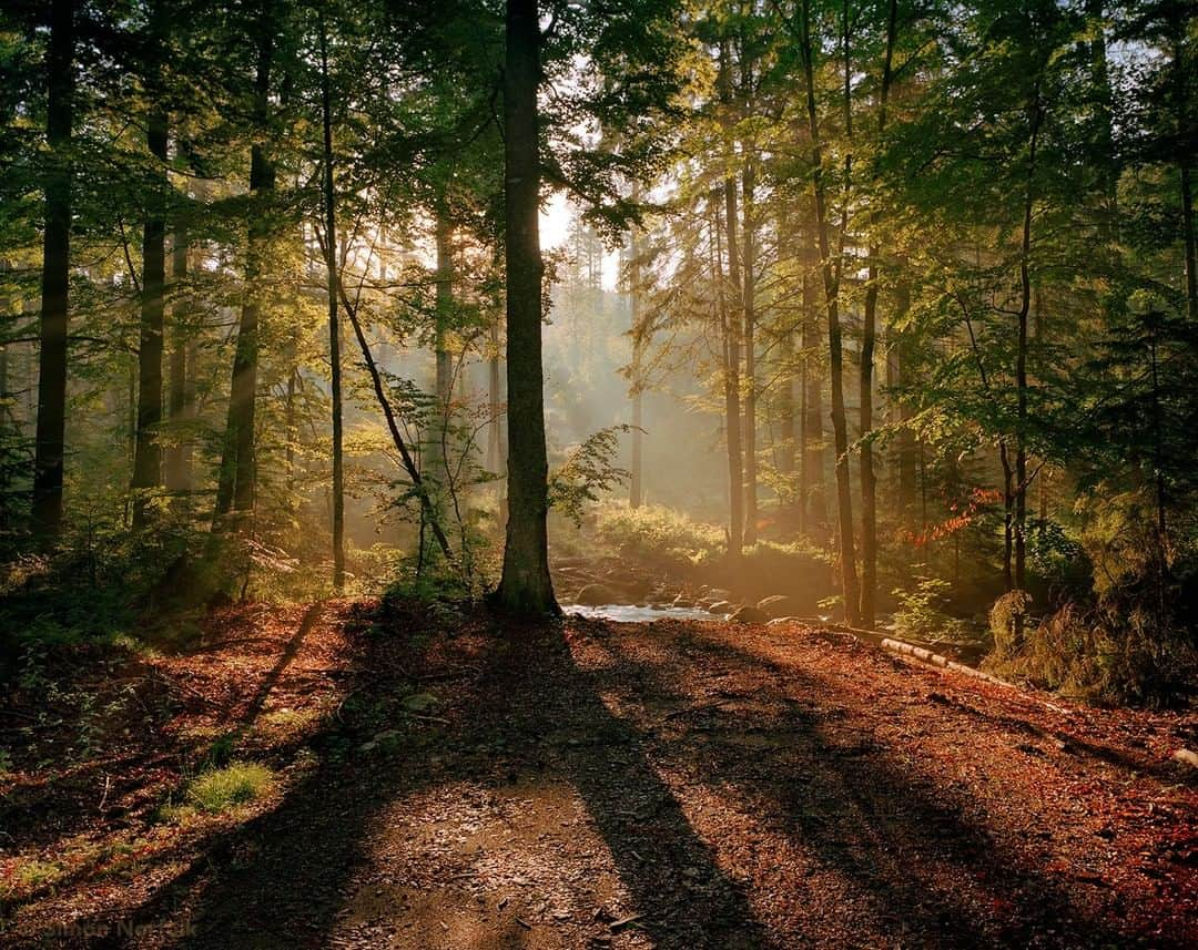 ナショナルジオグラフィックさんのインスタグラム写真 - (ナショナルジオグラフィックInstagram)「Photo by @simonnorfolkstudio I The Bavarian Forest National Park (German: Nationalpark Bayerischer Wald) is in the eastern Bavarian Forest on Germany's border with Czechia (Czech Republic). Founded in 1970 as the first national park in Germany, it now covers an area of 24,250 hectares, following an  expansion in 1997. Together with the neighboring Czech Bohemian Forest, the Bavarian Forest forms the largest contiguous area of woodland in central Europe. Follow me @simonnorfolkstudiofor updates, outtakes, unpublished, and archival material on this and other projects. @simonnorfolkstudio #Bavaria #Germany #NationalPark#simonnorfolk #forest #forests #trees  #NationalparkBayerischerWald」4月7日 20時05分 - natgeo