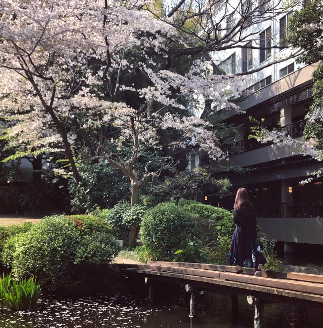 コレサワさんのインスタグラム写真 - (コレサワInstagram)「🌸🌸🌸」4月7日 20時06分 - koresawa519