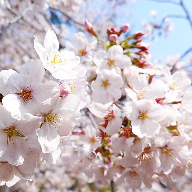 西川瑞希（みずきてぃ）さんのインスタグラム写真 - (西川瑞希（みずきてぃ）Instagram)「気持ちの良い言葉を沢山伝えたい‬// 毎日が"優しい"日になりますように…🌸🌸🌸 . #mizukimessage #sakura #桜」4月7日 20時18分 - mizuki_nishikawa_