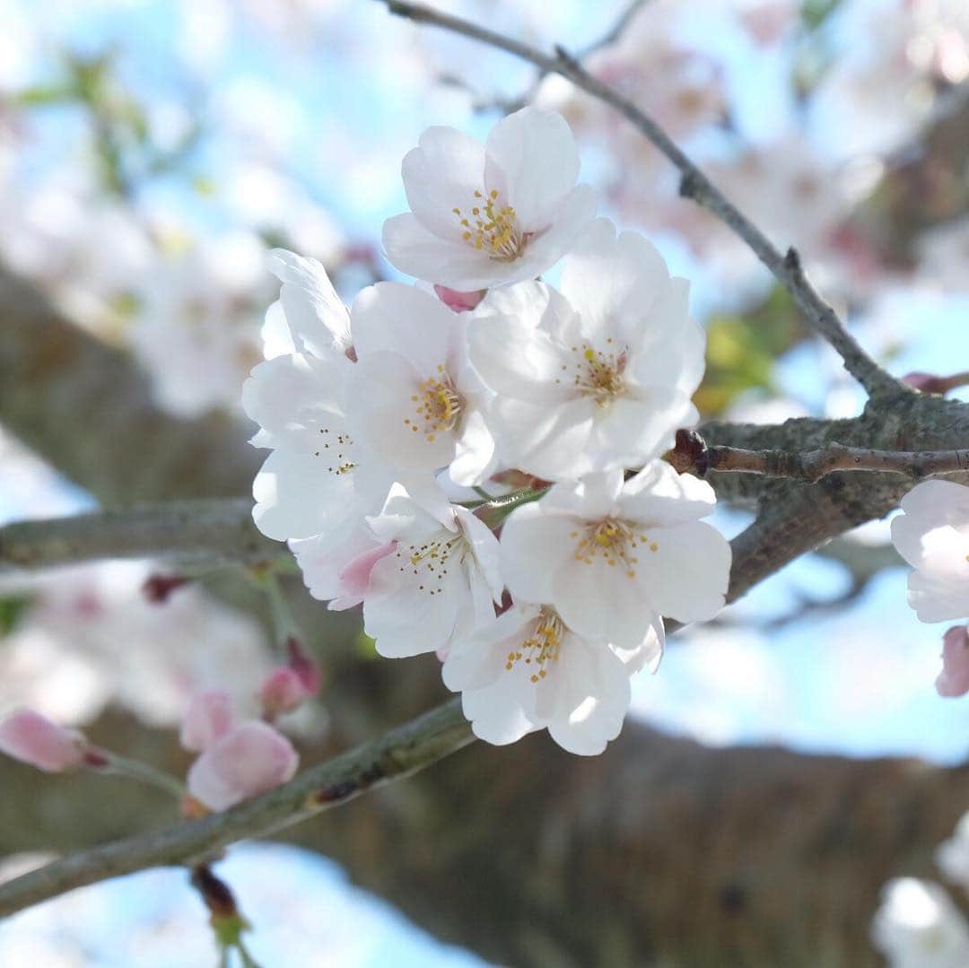 北﨑千香子さんのインスタグラム写真 - (北﨑千香子Instagram)「お花見日和でした🌸🌸🌸 先々週は菜の花の方がギーッシリだったけど、今日は今日でまた雰囲気変わった感じ👍 桜が満開になって🌸と🌼のコラボが素敵でした♡ ＊ 友達親子に写真撮ろーっと誘ってもらって鹿児島市都市農業センターへ👧👧👧👧 しかし、着いた途端寝た娘さんはグズグズまんで、基本けわしい顔👤笑 子供４人連れての撮影は戦争🔥 だったけど、思い出の写真がたくさん増えてよかった❤️ ＊ 実はこの写真を撮ってくれたお友達、子供との写真を撮るお仕事もしてます🦸‍♀️✨ 来週も桜の撮影会するみたいなのでよければぜひっ🌸 アカウント👇 @mamababy.ohiruneart ＊ #鹿児島市都市農業センター #お花見 #桜 #桜と菜の花 #鹿児島ママ #鹿児島子連れお出かけ #鹿児島 #最後のわたしの引き連れてる感 #菜の花畑の迷路はクリアした #もう道は頭に入ってる」4月7日 20時10分 - kitazaki_chikako