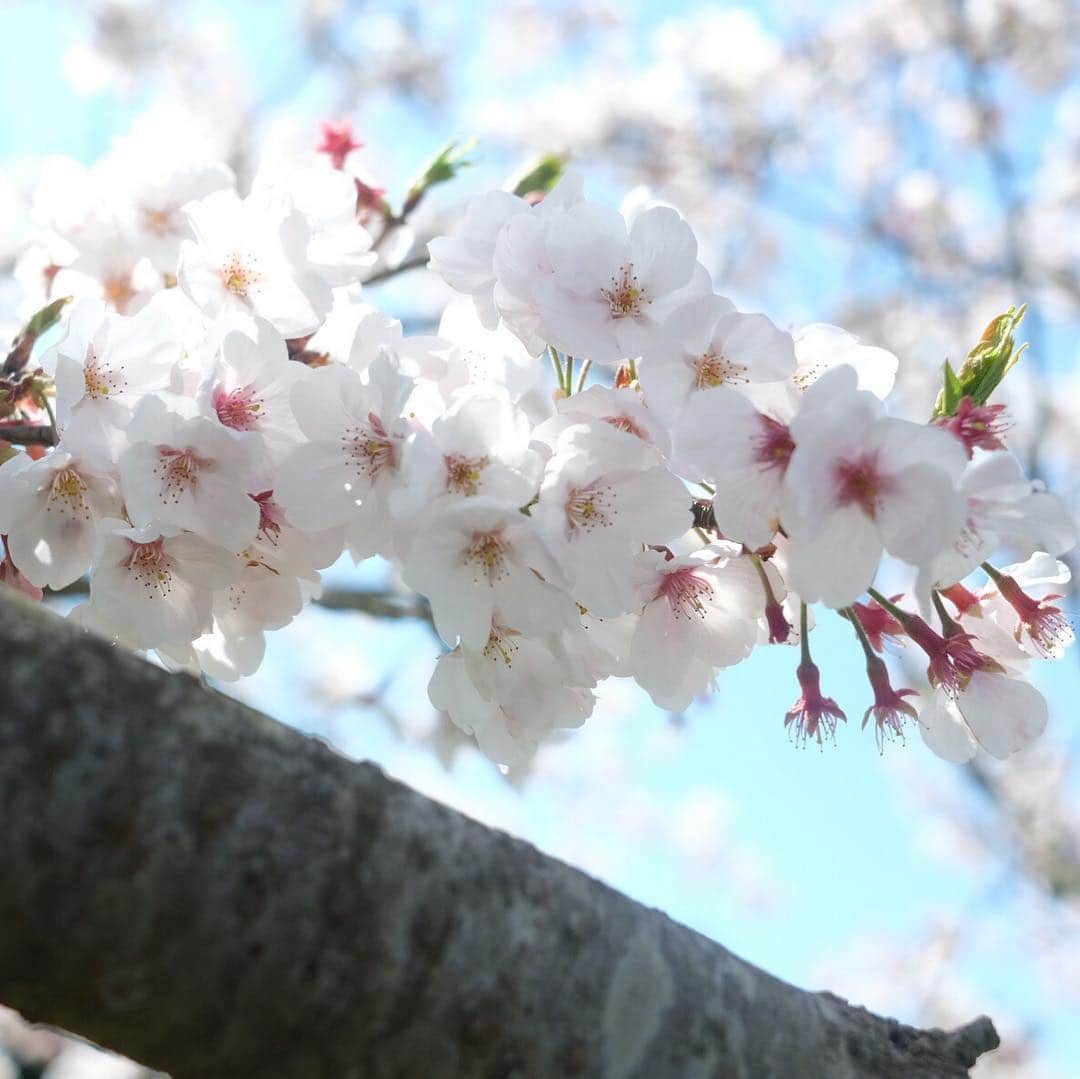 北﨑千香子さんのインスタグラム写真 - (北﨑千香子Instagram)「お花見日和でした🌸🌸🌸 先々週は菜の花の方がギーッシリだったけど、今日は今日でまた雰囲気変わった感じ👍 桜が満開になって🌸と🌼のコラボが素敵でした♡ ＊ 友達親子に写真撮ろーっと誘ってもらって鹿児島市都市農業センターへ👧👧👧👧 しかし、着いた途端寝た娘さんはグズグズまんで、基本けわしい顔👤笑 子供４人連れての撮影は戦争🔥 だったけど、思い出の写真がたくさん増えてよかった❤️ ＊ 実はこの写真を撮ってくれたお友達、子供との写真を撮るお仕事もしてます🦸‍♀️✨ 来週も桜の撮影会するみたいなのでよければぜひっ🌸 アカウント👇 @mamababy.ohiruneart ＊ #鹿児島市都市農業センター #お花見 #桜 #桜と菜の花 #鹿児島ママ #鹿児島子連れお出かけ #鹿児島 #最後のわたしの引き連れてる感 #菜の花畑の迷路はクリアした #もう道は頭に入ってる」4月7日 20時10分 - kitazaki_chikako
