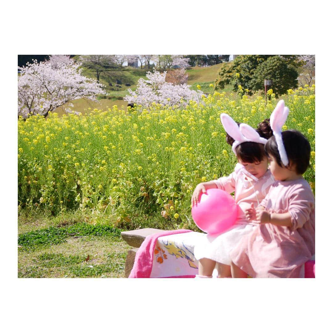 北﨑千香子さんのインスタグラム写真 - (北﨑千香子Instagram)「お花見日和でした🌸🌸🌸 先々週は菜の花の方がギーッシリだったけど、今日は今日でまた雰囲気変わった感じ👍 桜が満開になって🌸と🌼のコラボが素敵でした♡ ＊ 友達親子に写真撮ろーっと誘ってもらって鹿児島市都市農業センターへ👧👧👧👧 しかし、着いた途端寝た娘さんはグズグズまんで、基本けわしい顔👤笑 子供４人連れての撮影は戦争🔥 だったけど、思い出の写真がたくさん増えてよかった❤️ ＊ 実はこの写真を撮ってくれたお友達、子供との写真を撮るお仕事もしてます🦸‍♀️✨ 来週も桜の撮影会するみたいなのでよければぜひっ🌸 アカウント👇 @mamababy.ohiruneart ＊ #鹿児島市都市農業センター #お花見 #桜 #桜と菜の花 #鹿児島ママ #鹿児島子連れお出かけ #鹿児島 #最後のわたしの引き連れてる感 #菜の花畑の迷路はクリアした #もう道は頭に入ってる」4月7日 20時10分 - kitazaki_chikako