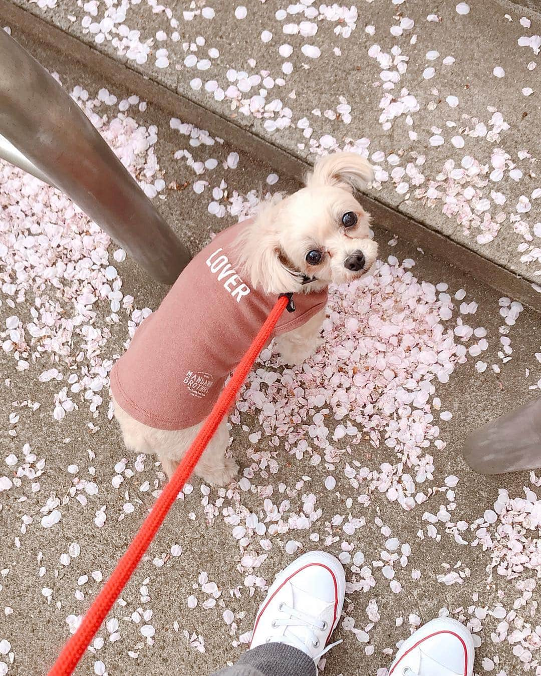 武智志穂さんのインスタグラム写真 - (武智志穂Instagram)「今日はチョコラが病院だから、マロウと久しぶりのお散歩デート🐩🌸 ‌ 東京砂漠とかコンクリートジャングルとかよく言われてるけど、実は、歩けばそこら中で桜の木と出会える街なんだよな〜。 今が東京で一番好きな季節😚 うっすらとピンクに色づいた街を歩くだけで、なんとも満たされた優しい気持ちになれる。 ‌ 今年で上京してきてちょうど10年目。 甘い卵焼きや色の濃い煮物やうどんの出汁、ひくくらいの満員電車、エスカレーターの勝手にもすっかり慣れました。 歳を重ねて価値観も自分を取り巻く環境も変わってきて、いつまでこの街にいるかはわからないけど💭 今年の春も大切な思い出が沢山増えました✨ なんか今、「ありがと〜！」って叫びたい気分w ‌ 人生仮に90歳まで生きれたとしても、既に3分の1は終わってしまってる。 という事は、残りの3分の2をどこで何してどう生きるか。 頭も心も柔軟に。 視野を広く持って。」4月7日 20時12分 - shiho_takechi