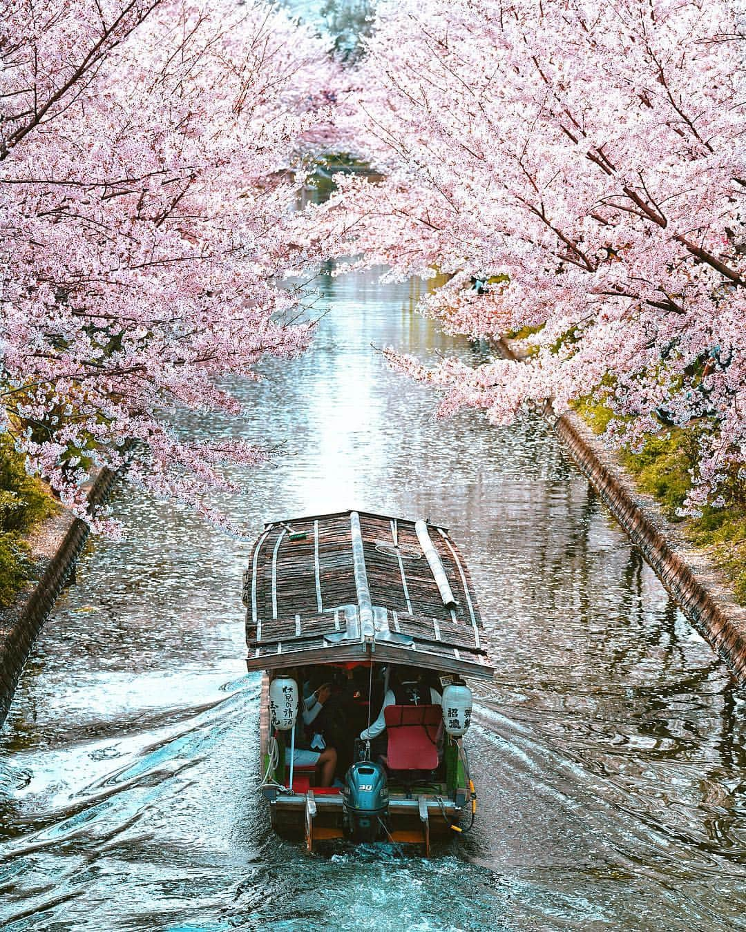 wacameraさんのインスタグラム写真 - (wacameraInstagram)「perfect day 人見知りだけど、一人旅は嫌いだ。 旅は好きだけど、一人は寂しい。 だから撮影も一人で行くのは好きじゃない。誰かと行ってその情景から得る感情を分かち合いたいと思う。  この歳まで生きると、不用意に信頼して悲しい思いをしたり、覚悟して信用しても涙を流したり、人との繋がりに悩むことがある。簡単に心を開くまいと誓っても、人が好きだから、この人ならきっと…と委ね、そしてまた打ちひしがれる。 その過程で、私は自分が期待した答えがそこになくても誰かを信用することに躊躇いはなく、例え利用されても、何かの身代わりであっても、その決断をしたことに後悔はしたくないと思うようになった。それが次につながると私は信じている。 --- 今日、背割堤に早朝から集まってくださった皆様、ありがとうございます。 ものすごく朝が早かったのにも関わらず皆さんにお会いできて楽しかったです。数年お会いしてない方も来てくださったり、偶然お会いした方、そして移動した伏見でも6年ぶりにお会いした方もいました。声をかけていただいて、instagramを通じた出会いにしみじみと思いを馳せ、懐かしい気持ちになりました。 生まれた場所も作風も年齢も性別も使っているカメラも違うけど、9年の長いinstagram生活の中でのご縁は、私にとって今でもとても大切です。9年も経つとどこでお会いしたか正直覚えていないこともあります。それは本当にごめんなさい。 それでも同じ空間で撮影したことや、楽しさを共有したことは忘れておらず、話すうちに思い出します。そして懐かしい話に心暖かくなり、また何かの機会にお会いしたいと思うのです。 今日は懐かしい方々にお会いしたおかげで、ずいぶん感傷に浸っていますが、またみなさんにお会いできるのを楽しみにしています。」4月7日 20時26分 - wacamera