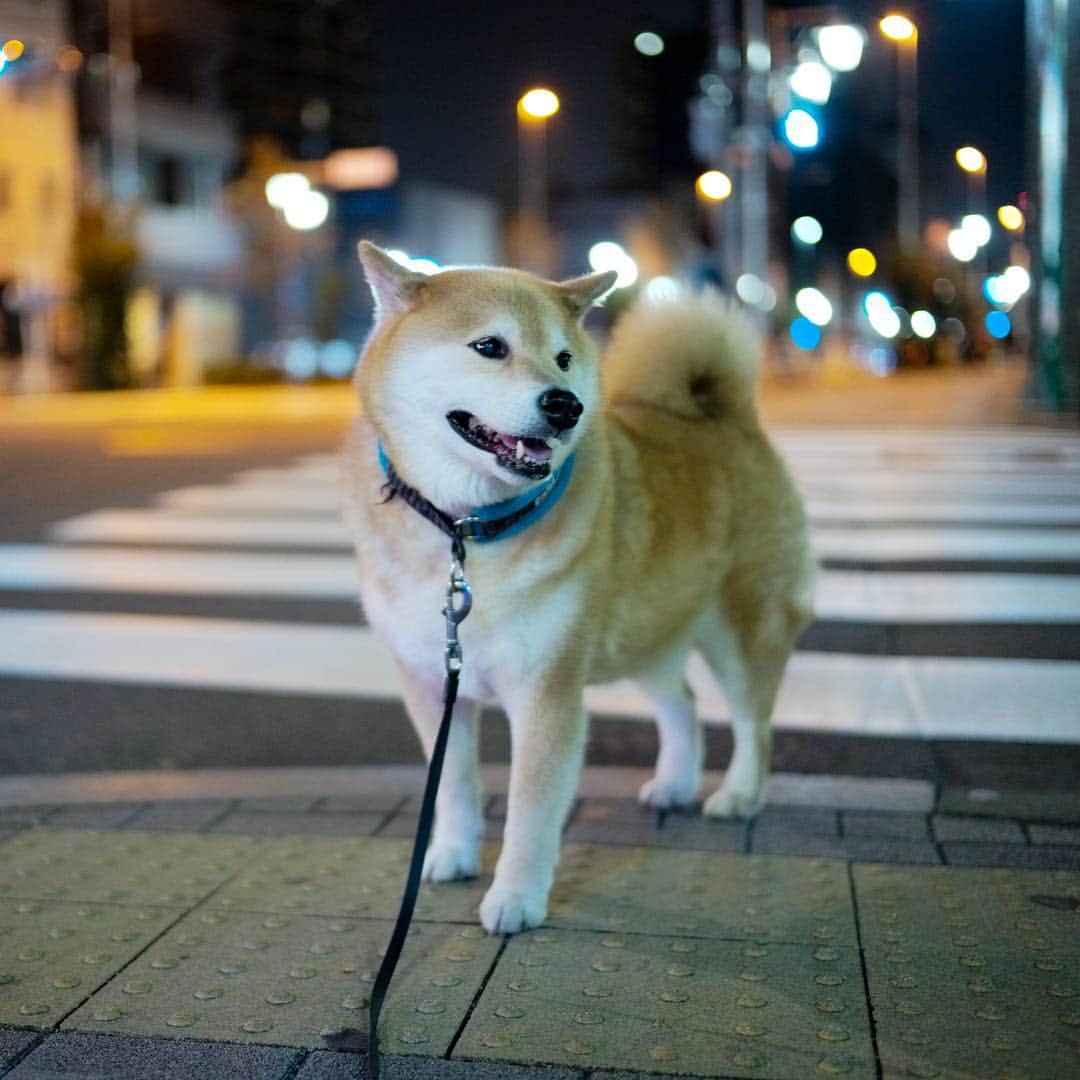 まる（まるたろう）さんのインスタグラム写真 - (まる（まるたろう）Instagram)「walk in the moonlight✨🐶☺️✨今日は晩御飯食べてからお散歩行ってきたんだ〜 #キラキラしててキレーね #キラキラ効果でシュッとして見えるでしょ #いや間違った #キラキラ効果なくてもシュッとしてます #ふふふのふ」4月7日 20時20分 - marutaro