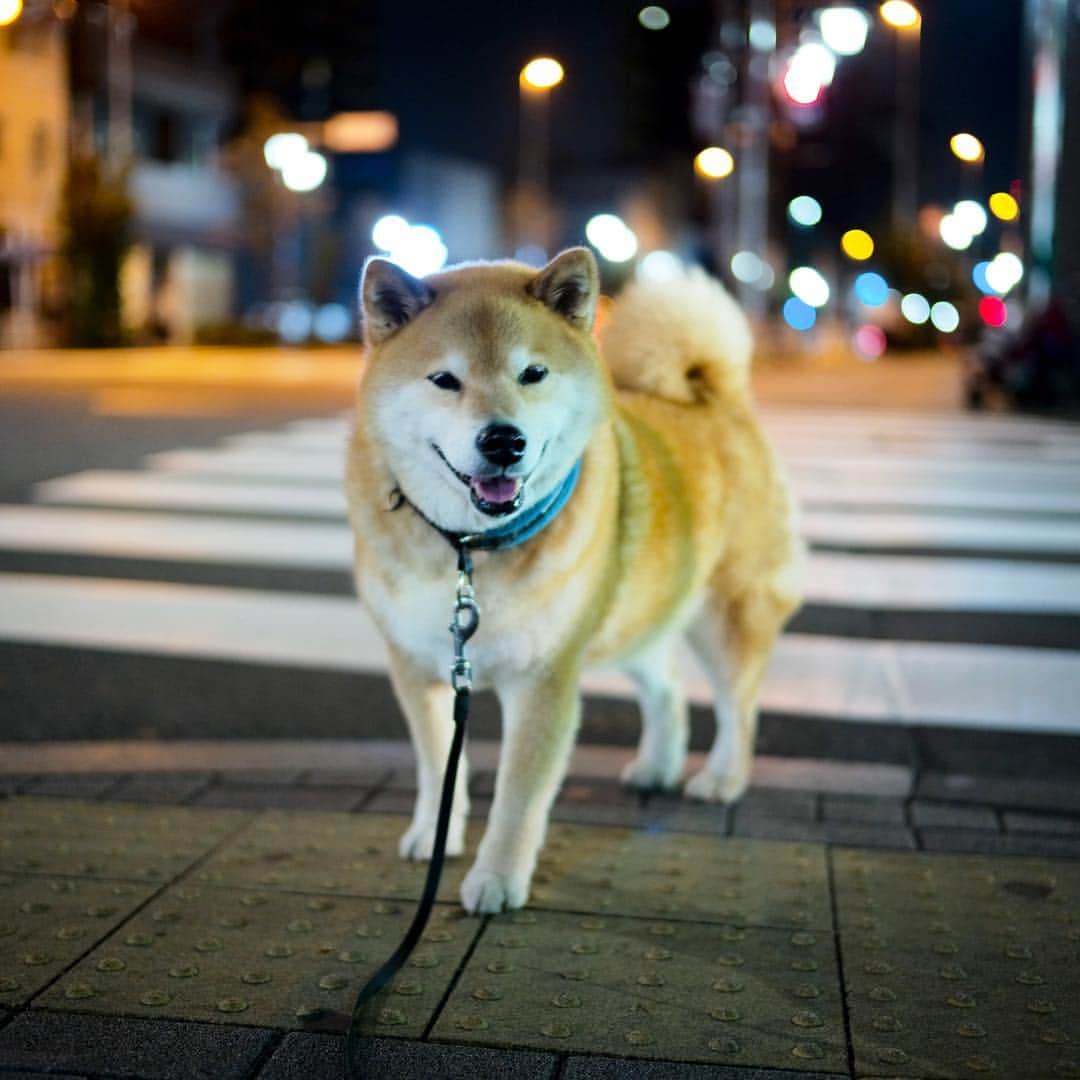 まる（まるたろう）のインスタグラム
