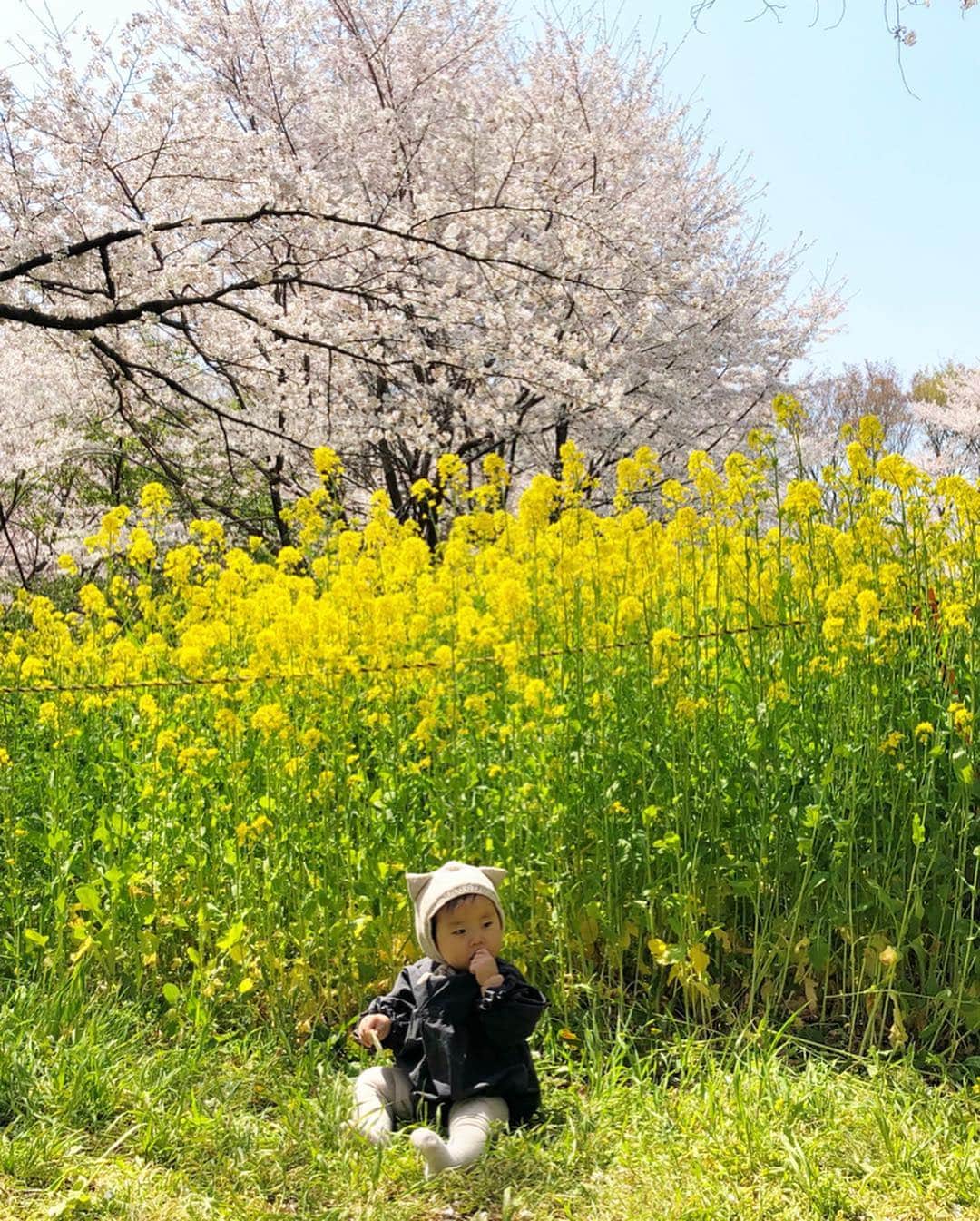 ᴋᴀɴᴀᴋöさんのインスタグラム写真 - (ᴋᴀɴᴀᴋöInstagram)「3兄弟バージョン🌸🌼🌸🌼 * 楽しかった春休みも 今日で終わり。 明日は、いよいよ入学式です🏫✨ * #ランドセル#新一年生#桜#菜の花#桜と菜の花#sakura」4月7日 20時24分 - kanakokko_34_