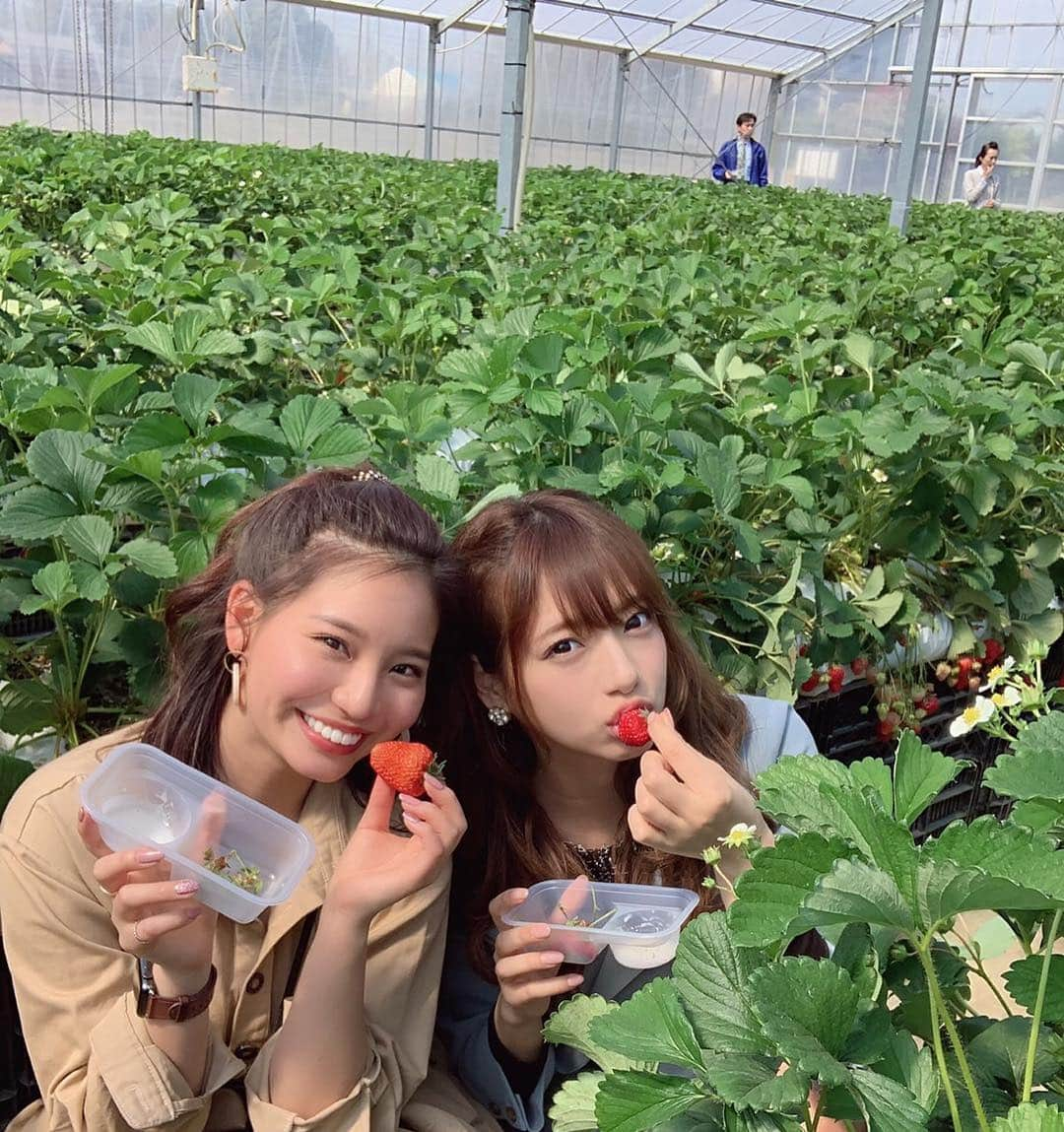 久松かおりさんのインスタグラム写真 - (久松かおりInstagram)「. 人生初のバスツアーに千葉へ🍓😊🎶 浜焼き食べ放題からソーセージ作りに いちご狩り！お腹いっぱいだったのに いちごいっぱい食べた✊✊✊ . こーゆうとき元取らな！って思ってしまう気持ちわかってくれる方います？笑笑 . バスツアーのお姉さんお茶目でかわいかったなぁ😚💓 他にもバスツアー行ってみたい💭👏 . . #いちご狩り #春 #いちご #浜焼き #食べ放題 #followｍe」4月7日 20時24分 - hisamatsu_kaori