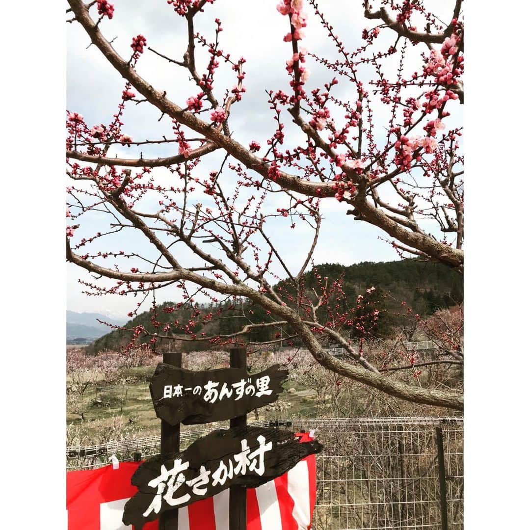 熊木杏里のインスタグラム：「杏の花。 まだ五分咲きみたいですね。  信州、杏の里で生まれました。 熊木杏里の名前の由来です。  見に行きたいなぁ」