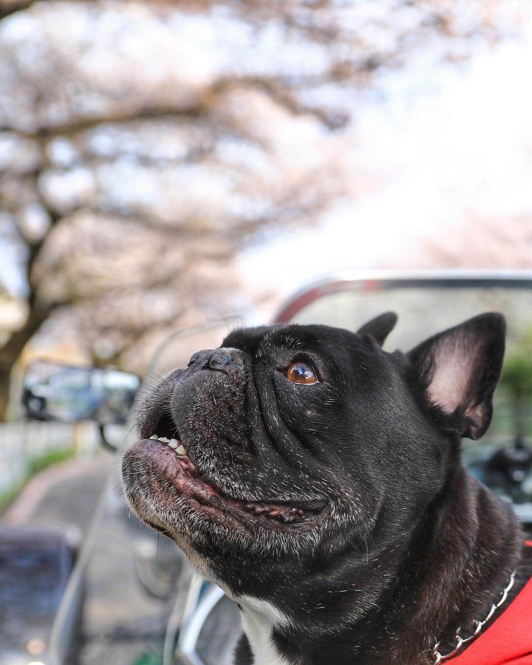 Turbo_dad フレブルのターボさんのインスタグラム写真 - (Turbo_dad フレブルのターボInstagram)「早起きして花見ドライブ Cruising for watching cherry blossoms at early morning . . . #frenchbulldog #frenchie #buhi #dog #フレンチブルドッグ  #フレブル #ブヒ #frenchiesofinstagram #instadog #instafrenchie #frenchiegram #dogstagram #cherryblossom #frenchielove #프렌치불독 #thefrenchiepost #法鬥 #frenchies1 #portrait #igersjp #tokyocameraclub  #桜 #ilovemydog #frenchielife #愛犬 #dogsofinstagram #ふわもこ部  #caterham #caterham7 #ケーターハム」4月7日 11時40分 - turbo_dad