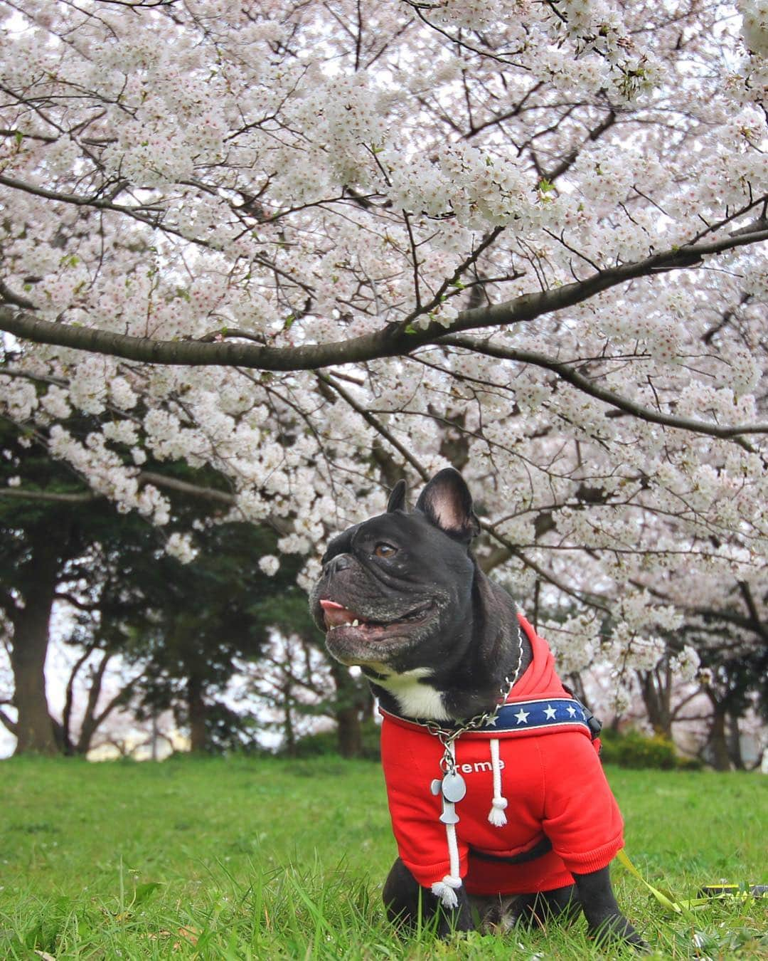 Turbo_dad フレブルのターボさんのインスタグラム写真 - (Turbo_dad フレブルのターボInstagram)「早起きして花見ドライブ Cruising for watching cherry blossoms at early morning . . . #frenchbulldog #frenchie #buhi #dog #フレンチブルドッグ  #フレブル #ブヒ #frenchiesofinstagram #instadog #instafrenchie #frenchiegram #dogstagram #cherryblossom #frenchielove #프렌치불독 #thefrenchiepost #法鬥 #frenchies1 #portrait #igersjp #tokyocameraclub  #桜 #ilovemydog #frenchielife #愛犬 #dogsofinstagram #ふわもこ部  #caterham #caterham7 #ケーターハム」4月7日 11時40分 - turbo_dad