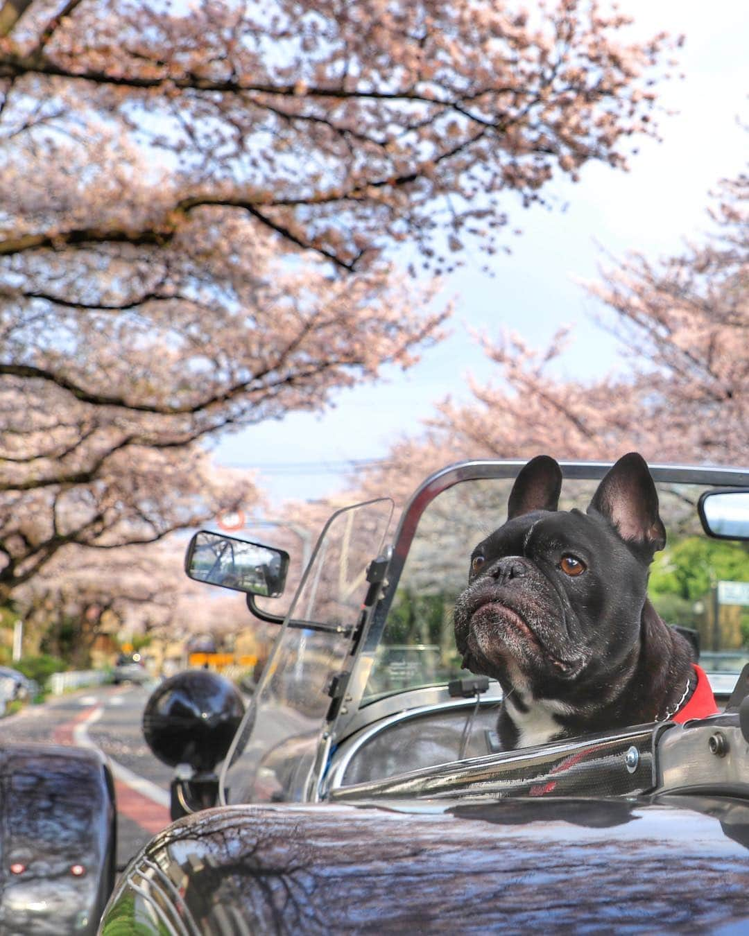 Turbo_dad フレブルのターボさんのインスタグラム写真 - (Turbo_dad フレブルのターボInstagram)「早起きして花見ドライブ Cruising for watching cherry blossoms at early morning . . . #frenchbulldog #frenchie #buhi #dog #フレンチブルドッグ  #フレブル #ブヒ #frenchiesofinstagram #instadog #instafrenchie #frenchiegram #dogstagram #cherryblossom #frenchielove #프렌치불독 #thefrenchiepost #法鬥 #frenchies1 #portrait #igersjp #tokyocameraclub  #桜 #ilovemydog #frenchielife #愛犬 #dogsofinstagram #ふわもこ部  #caterham #caterham7 #ケーターハム」4月7日 11時40分 - turbo_dad