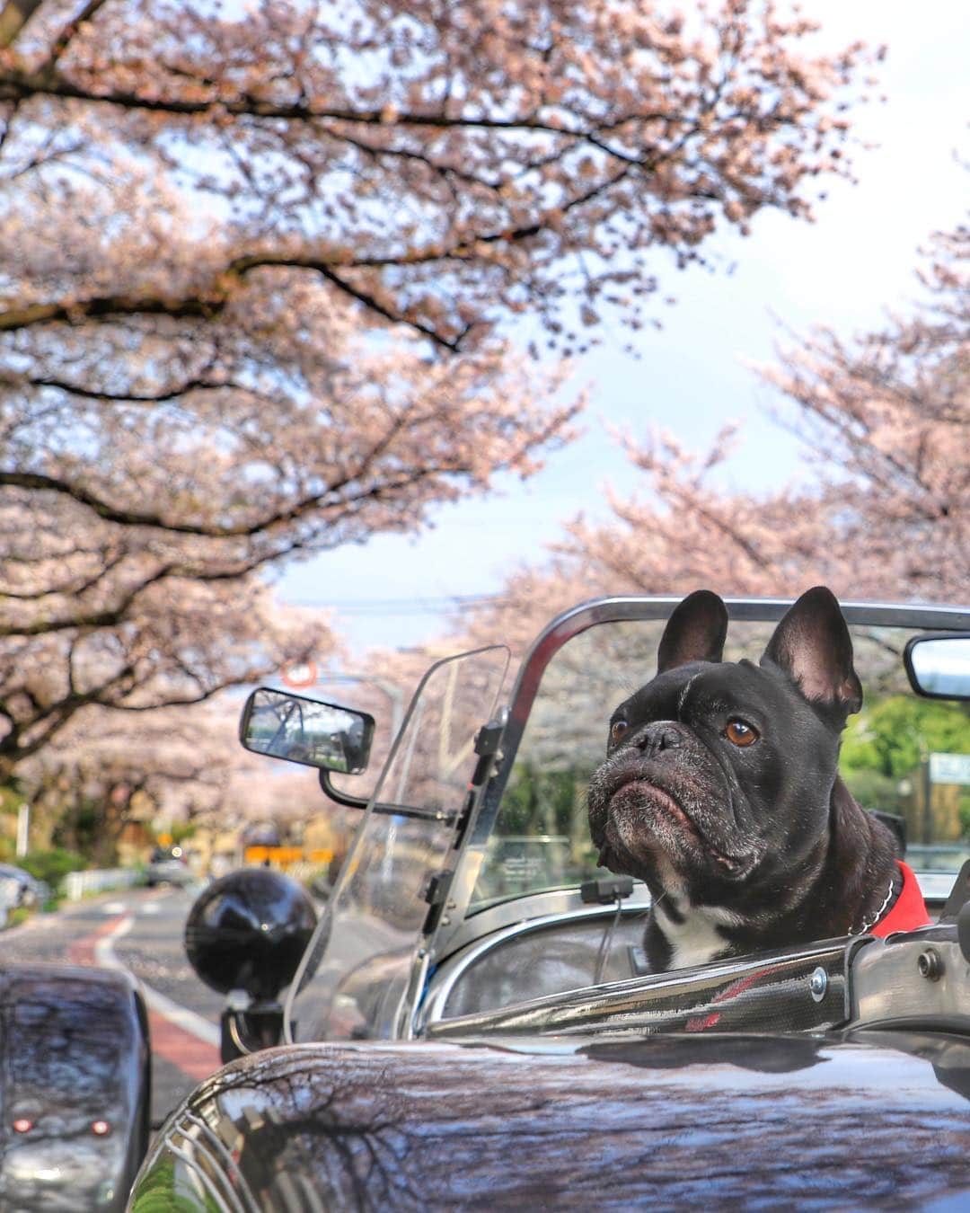 Turbo_dad フレブルのターボのインスタグラム