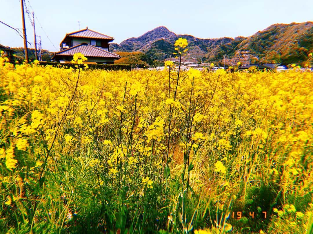 山崎桃子さんのインスタグラム写真 - (山崎桃子Instagram)「花が好きなんです。割と。 #japan  #静岡 #沼津」4月7日 11時51分 - momochan0910