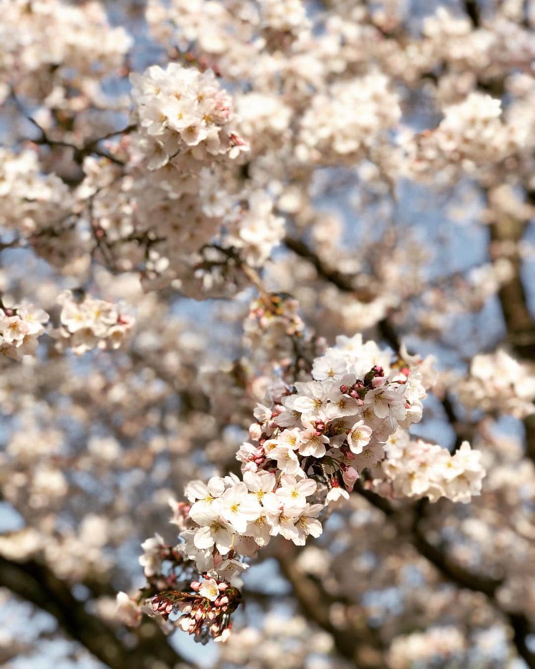 八木早希さんのインスタグラム写真 - (八木早希Instagram)「満開+週末+花晴れ！🌸🌸恒例の家族お花見🌸今年は絶好の日取りでした🌸 #花見#さくら#cherryblossom #blooming」4月7日 11時51分 - sakiyagi