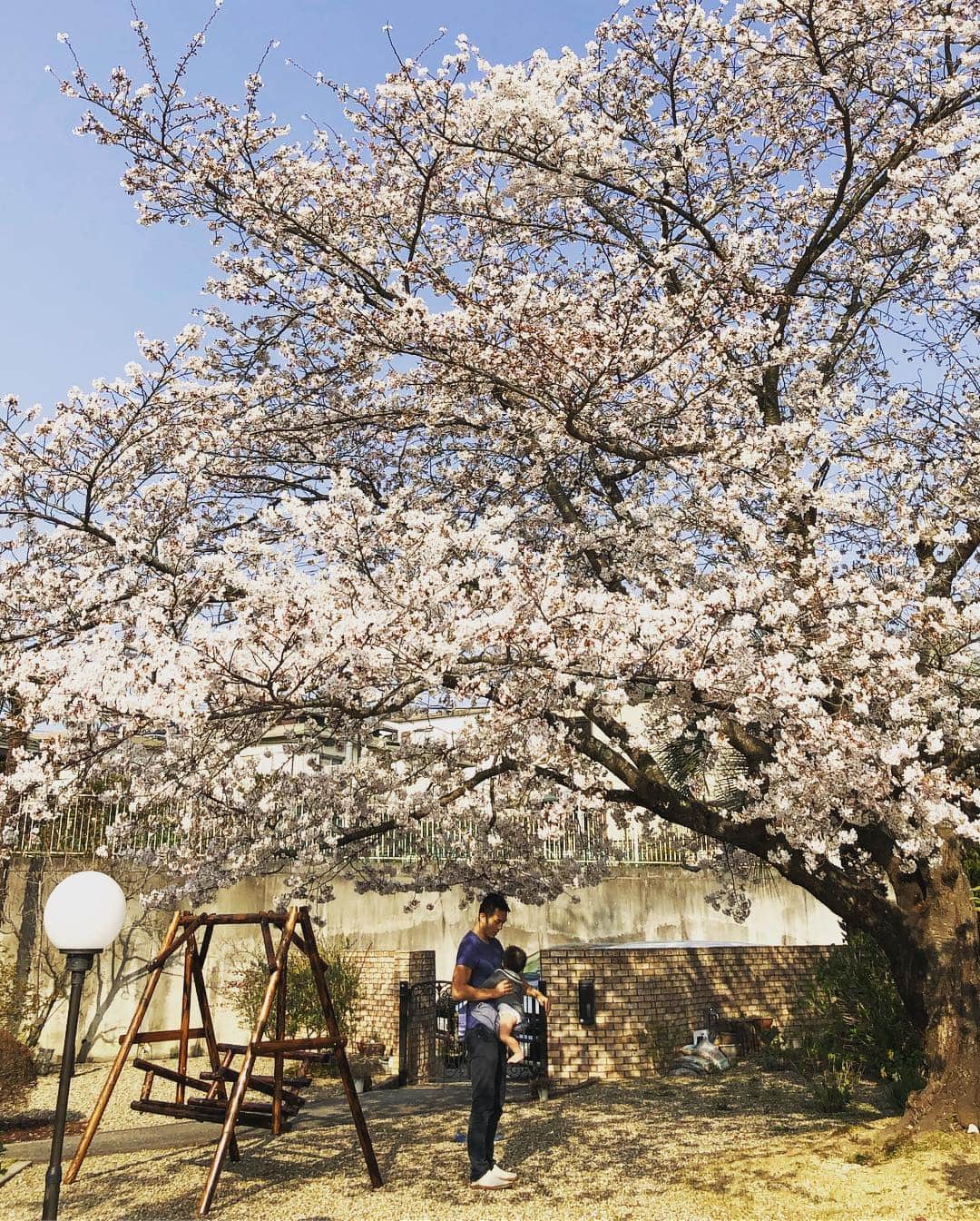 八木早希さんのインスタグラム写真 - (八木早希Instagram)「満開+週末+花晴れ！🌸🌸恒例の家族お花見🌸今年は絶好の日取りでした🌸 #花見#さくら#cherryblossom #blooming」4月7日 11時51分 - sakiyagi
