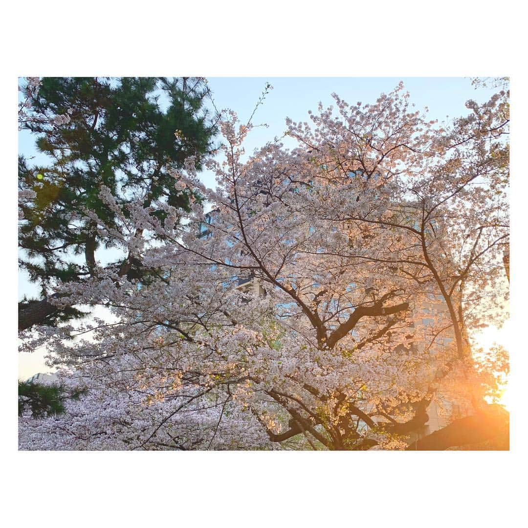 辻祐香さんのインスタグラム写真 - (辻祐香Instagram)「桜を愛でてきた(・ω・)ノ  #春 #桜 #夜桜 #満開 #ピンク #花 #綺麗 #千鳥ヶ淵 #千鳥ヶ淵緑道 #九段下 #絶景 #絶景スポット #spring #cherryblossom #fullbloom #blossom #night #pink #flower #cute #beautiful #view #japan #chidorigafuchi」4月7日 11時50分 - kanon_tsuji0819