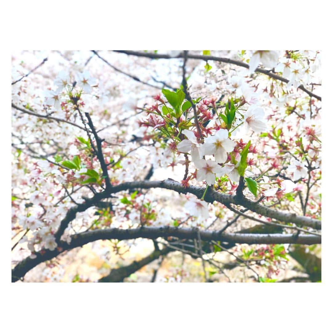 辻祐香さんのインスタグラム写真 - (辻祐香Instagram)「桜を愛でてきた(・ω・)ノ  #春 #桜 #夜桜 #満開 #ピンク #花 #綺麗 #千鳥ヶ淵 #千鳥ヶ淵緑道 #九段下 #絶景 #絶景スポット #spring #cherryblossom #fullbloom #blossom #night #pink #flower #cute #beautiful #view #japan #chidorigafuchi」4月7日 11時50分 - kanon_tsuji0819