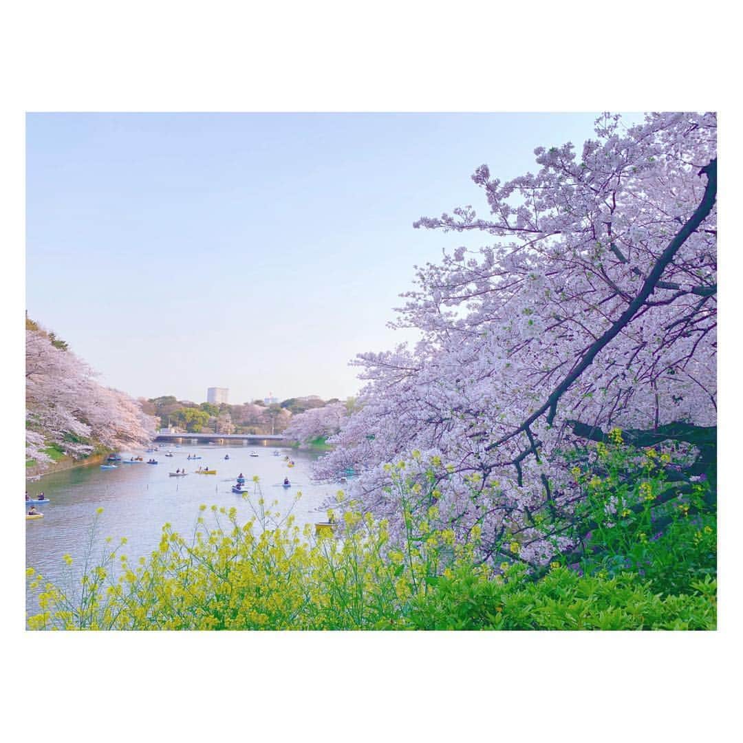 辻祐香のインスタグラム：「桜を愛でてきた(・ω・)ノ  #春 #桜 #夜桜 #満開 #ピンク #花 #綺麗 #千鳥ヶ淵 #千鳥ヶ淵緑道 #九段下 #絶景 #絶景スポット #spring #cherryblossom #fullbloom #blossom #night #pink #flower #cute #beautiful #view #japan #chidorigafuchi」