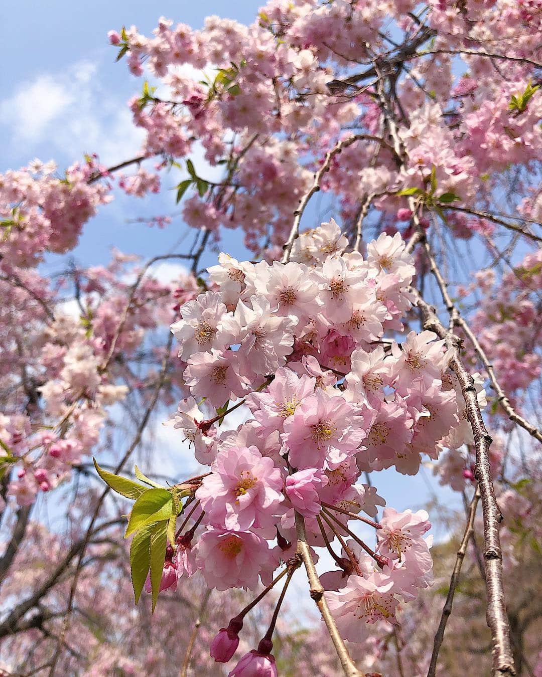 のインスタグラム：「#朝ラン お天気良くて最高🌞🌸 . . #桜 #春 #東京 #満開 #桜並木 #tokyo #japan #sunday #funday #cherryblossom #spring #chill #bloom #goodday #🌸」