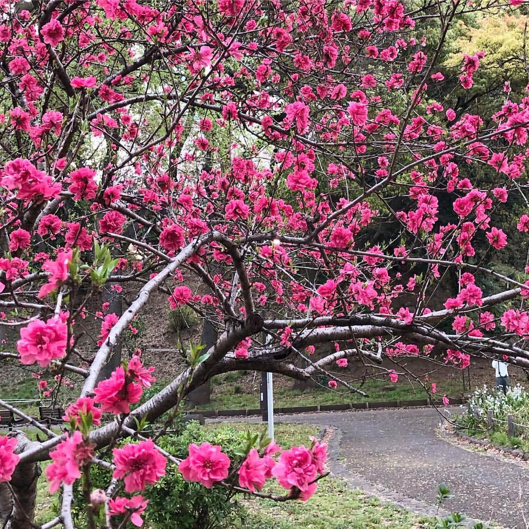 石丸幹二さんのインスタグラム写真 - (石丸幹二Instagram)「花盛り 今年の東京は桜も桃も良く咲いてます 週末は #夜桜見物 の人人人… #ライムライト は今日から劇場入りです  気合い‼️ #石丸幹二」4月7日 11時54分 - team_kanji_ishimaru