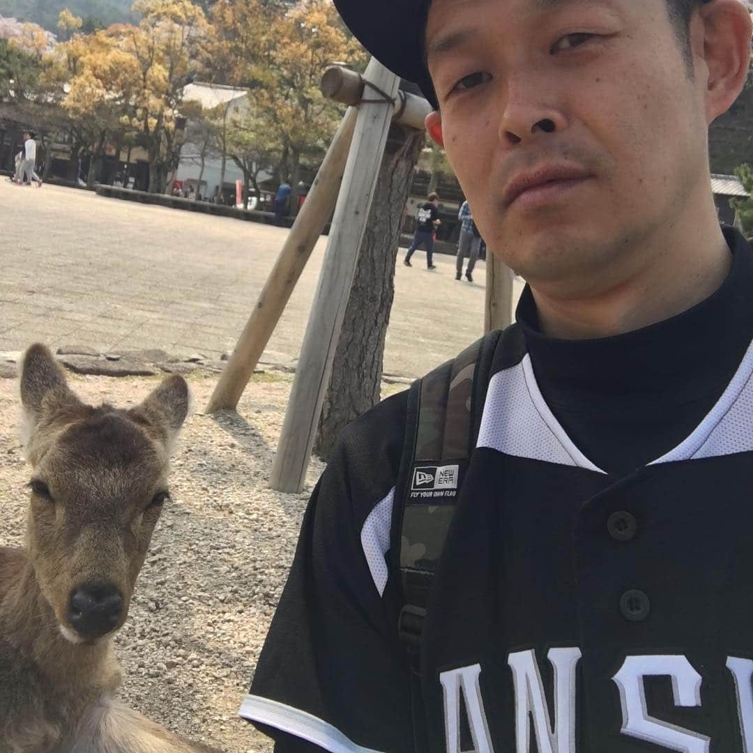 のインスタグラム：「こっちみんな  #鹿 #嚴島神社」