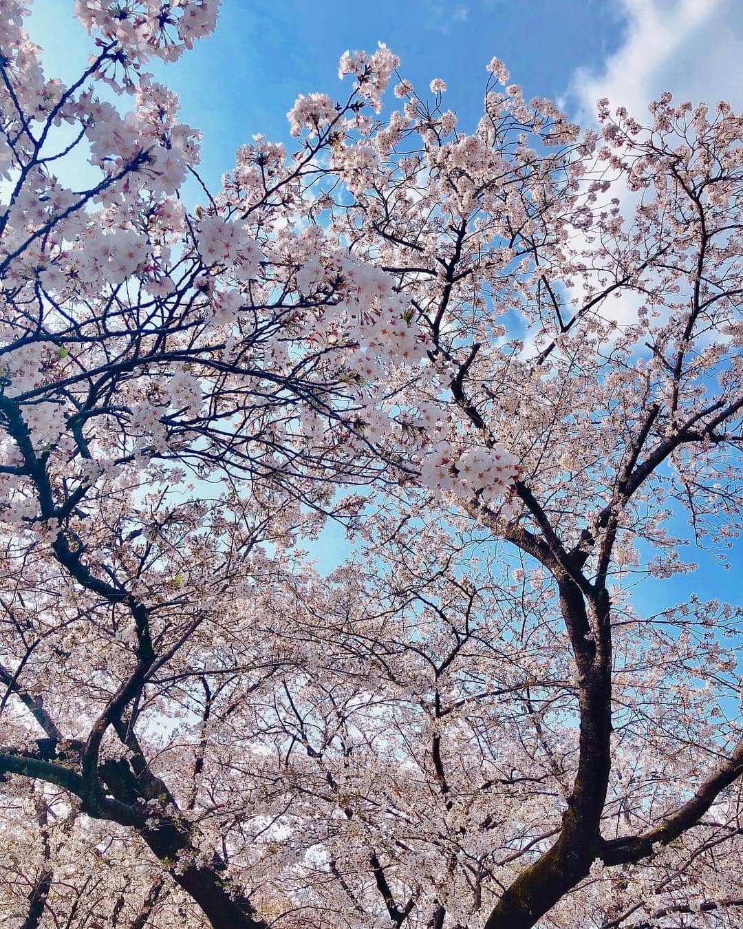 林弓束さんのインスタグラム写真 - (林弓束Instagram)「sakura🌸 もう少し咲いててほしいなーと 毎年おもう。 #桜 #お花見 #sakura #cherryblossom」4月7日 11時56分 - hayashiyuzuka