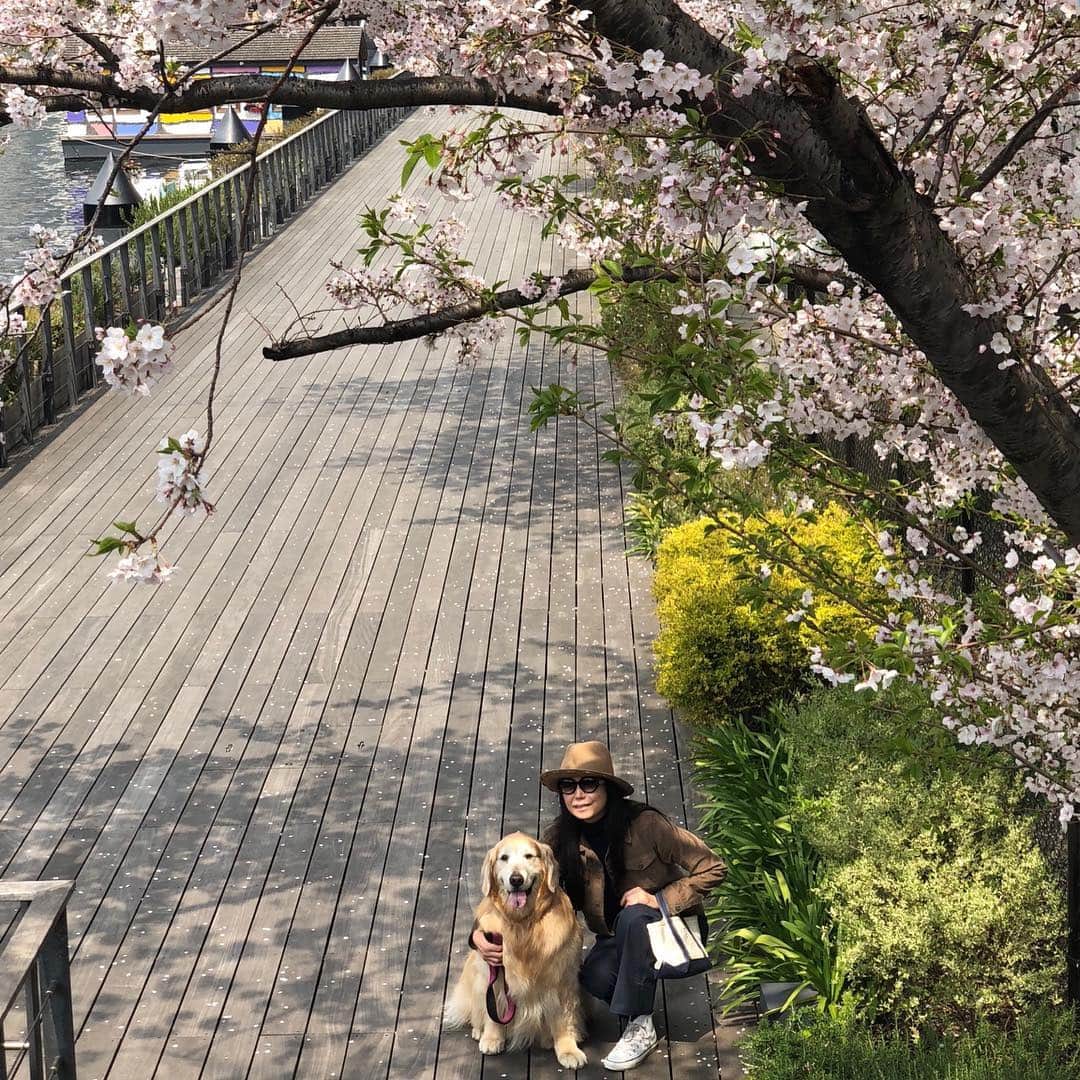 高橋ひとみさんのインスタグラム写真 - (高橋ひとみInstagram)「退屈ポーズの後は春の日差しを浴びて、桜と菜の花を見ながらの楽しいお散歩❗️ 東京の🌸はまだ満開です。 #retriverfriend  #giannetto #olivergoldsmith  #helenkaminski」4月7日 11時57分 - hitomi_momoe