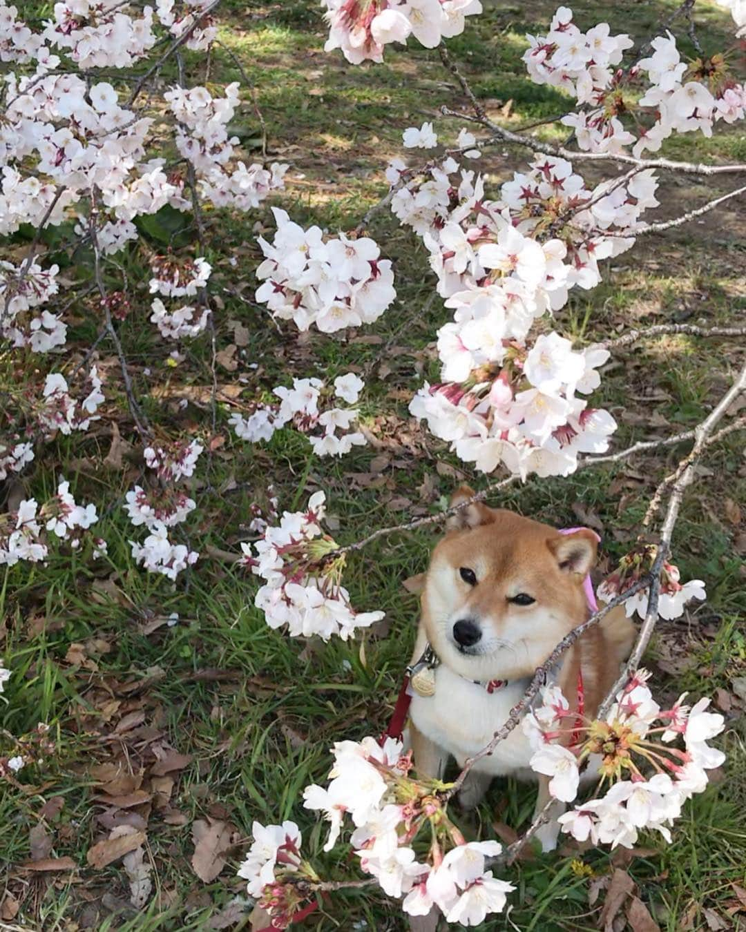 豆柴 サニーちゃんさんのインスタグラム写真 - (豆柴 サニーちゃんInstagram)「. . Good morning〜おはよ〜🌸🐻🐾 . 🌸桜に包まれるさにたん🌸 . こないだ行った公園で 地面に着きそうなくらい垂れ下がってて 抱っこしなくても さにたんと桜🌸が撮れたよ〜😆🙌 . . #桜🌸 #さくら🌸 #cherryblossoms🌸 #ゆらゆら #おじさん座り #学校の帰り道 #お花に包まれて . #柴犬#豆柴 #赤柴 #まめしばいぬ#まめしば#いぬのきもち#ふわもこ部 #pecoいぬ部#pecotv#サンデイ#サンデイいぬ組#anicas #shiba_snap#todayswanko#west_dog_japan #shibainu #shiba#mameshiba#shibastagram #豆柴サニーちゃん」4月7日 12時02分 - sunny_rei_32