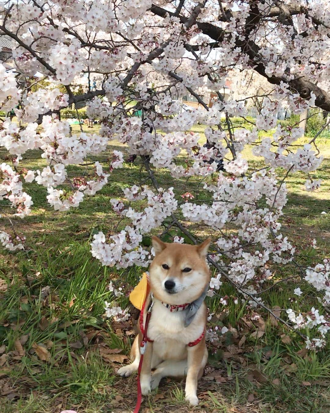 豆柴 サニーちゃんさんのインスタグラム写真 - (豆柴 サニーちゃんInstagram)「. . Good morning〜おはよ〜🌸🐻🐾 . 🌸桜に包まれるさにたん🌸 . こないだ行った公園で 地面に着きそうなくらい垂れ下がってて 抱っこしなくても さにたんと桜🌸が撮れたよ〜😆🙌 . . #桜🌸 #さくら🌸 #cherryblossoms🌸 #ゆらゆら #おじさん座り #学校の帰り道 #お花に包まれて . #柴犬#豆柴 #赤柴 #まめしばいぬ#まめしば#いぬのきもち#ふわもこ部 #pecoいぬ部#pecotv#サンデイ#サンデイいぬ組#anicas #shiba_snap#todayswanko#west_dog_japan #shibainu #shiba#mameshiba#shibastagram #豆柴サニーちゃん」4月7日 12時02分 - sunny_rei_32