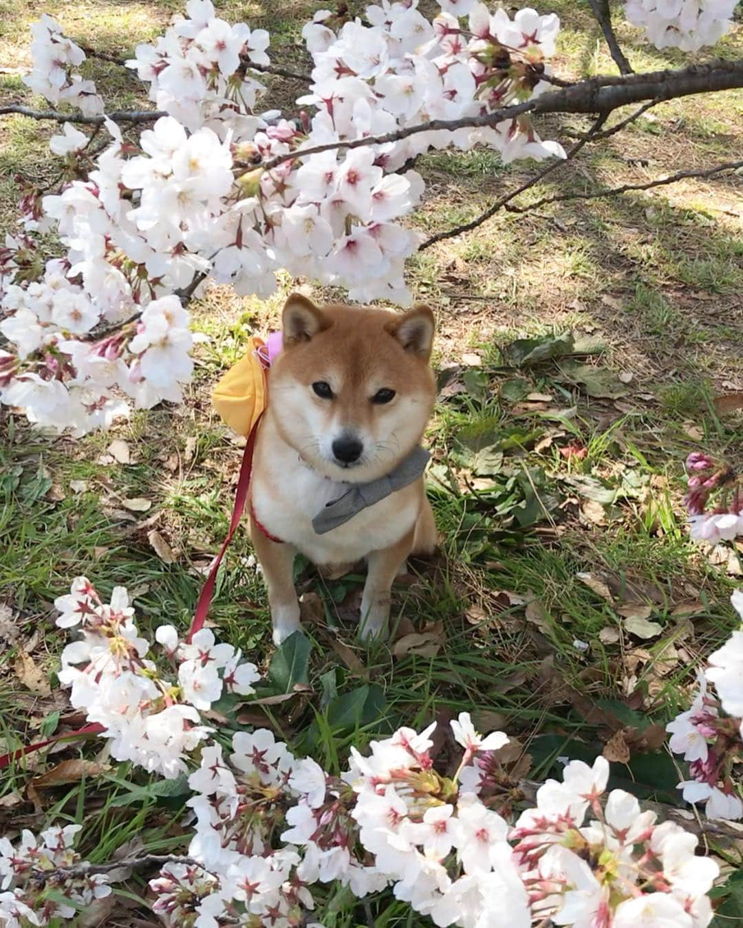 豆柴 サニーちゃんさんのインスタグラム写真 - (豆柴 サニーちゃんInstagram)「. . Good morning〜おはよ〜🌸🐻🐾 . 🌸桜に包まれるさにたん🌸 . こないだ行った公園で 地面に着きそうなくらい垂れ下がってて 抱っこしなくても さにたんと桜🌸が撮れたよ〜😆🙌 . . #桜🌸 #さくら🌸 #cherryblossoms🌸 #ゆらゆら #おじさん座り #学校の帰り道 #お花に包まれて . #柴犬#豆柴 #赤柴 #まめしばいぬ#まめしば#いぬのきもち#ふわもこ部 #pecoいぬ部#pecotv#サンデイ#サンデイいぬ組#anicas #shiba_snap#todayswanko#west_dog_japan #shibainu #shiba#mameshiba#shibastagram #豆柴サニーちゃん」4月7日 12時02分 - sunny_rei_32