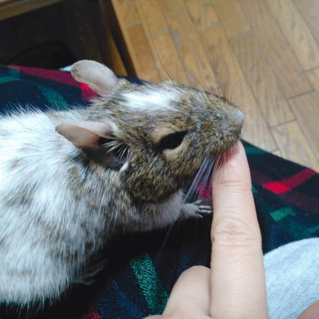 中島翔子のインスタグラム：「つめかじり #デグー」