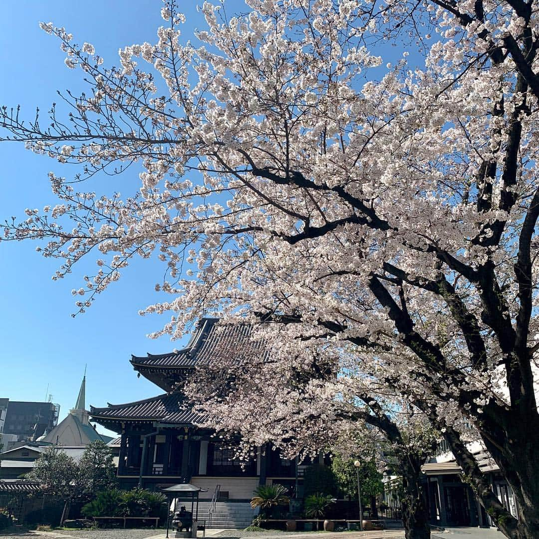 多村仁志さんのインスタグラム写真 - (多村仁志Instagram)「今日も良い天気ですね🔆 ・ 通っている英会話スクールの隣にある善光寺の桜は、まだ満開です🌸 ・ ・ ・ 僕の中では、桜🌸といえば、入学や入社、始業式など新たなスタートというイメージです。 ・ 皆さんは、桜🌸といえば何を思い浮かべますか❓  #桜 #cherryblossom #🌸 #春 #Spring #入学式 #入社式 #始業式 #新たなスタート #門出 #旅立ち #花見 などなど」4月7日 12時12分 - hit_tamu