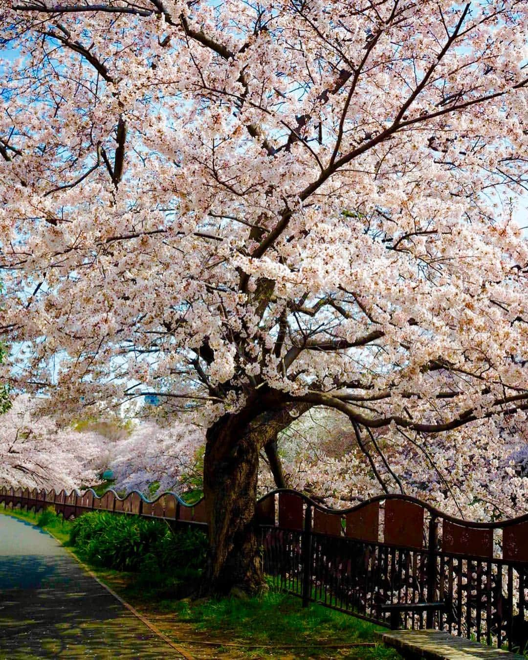 悠木イヴさんのインスタグラム写真 - (悠木イヴInstagram)「撮り納め。 #桜 #お花見 #olympus  #olympusomdem10markii  #カメラ女子 #初心者」4月7日 12時13分 - eve_yuki_official