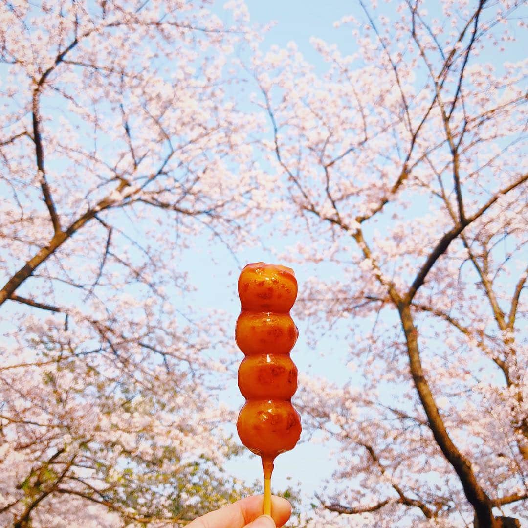 石野千尋のインスタグラム：「Ohanami weekend 🌸🌸🌸 It’s the best season for visiting Japan! . 今年は長い期間サクラを楽しめて嬉しいね🥰 代々木公園でお花見🌸 ポカポカお天気で気持ちよかった！ 大好きな @mozuchang 夫妻。 企画から場所取りまで毎年ありがとう〜♡ . #ohanami #weekend #sakura #tokyo #japan #cherryblossom #odango #yoyogipark #photographer #桜 #おだんご #お花見 #🌸」