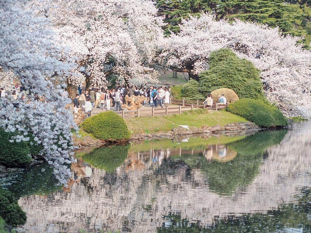 大橋菜央さんのインスタグラム写真 - (大橋菜央Instagram)「Can you see a big “♡” in the picture? . . . 写真を撮った時には気づかなかった🙈 巨大な桜のハート🌸♥️ . . . #なんだかラッキー #新宿御苑 #新宿御苑の桜 #shinjukugyoen #sakuraseason #tokyopark #絶景 #桜のハート#ハートの桜 #naoliving_tokyo」4月7日 12時15分 - naoliving