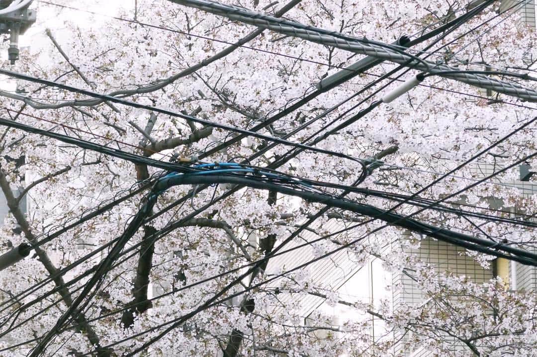 石山蓮華のインスタグラム：「本日 12:00から20:00まで 原宿 VACANTにて She isお花見蚤の市に出店してます。 同人誌「電線礼讃」の頒布と「さわれる電線」と「原宿電線ツアー」をやります🌸 ぜひ遊びに来てください。 電線の話しましょう〜 #電線 #電線礼讃 #electricwire」
