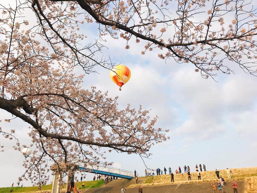 益子直美さんのインスタグラム写真 - (益子直美Instagram)「今朝も行ってよかった！ 金曜の風とは違って、桜の方に飛んでいき、春らしいステキな風景が見ることができました！ 何度見てもテンション上がる⤴️ しかも、今日は初めてのお友達2人をお誘いしました！ 好きになってくれたらいいなぁ🌸 ASHIMOくんの指がユラユラ〜  #熱気球ホンダグランプリ  #渡良瀬バルーンレース2019  #熱気球  #hotairballoon  #タイムラプス  #桜  #桜とバルーン #一斉離陸」4月7日 12時19分 - naomi.masuko