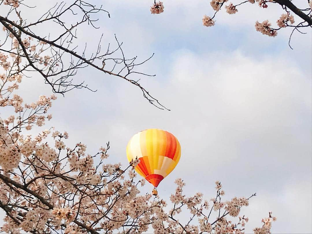 益子直美さんのインスタグラム写真 - (益子直美Instagram)「今朝も行ってよかった！ 金曜の風とは違って、桜の方に飛んでいき、春らしいステキな風景が見ることができました！ 何度見てもテンション上がる⤴️ しかも、今日は初めてのお友達2人をお誘いしました！ 好きになってくれたらいいなぁ🌸 ASHIMOくんの指がユラユラ〜  #熱気球ホンダグランプリ  #渡良瀬バルーンレース2019  #熱気球  #hotairballoon  #タイムラプス  #桜  #桜とバルーン #一斉離陸」4月7日 12時19分 - naomi.masuko