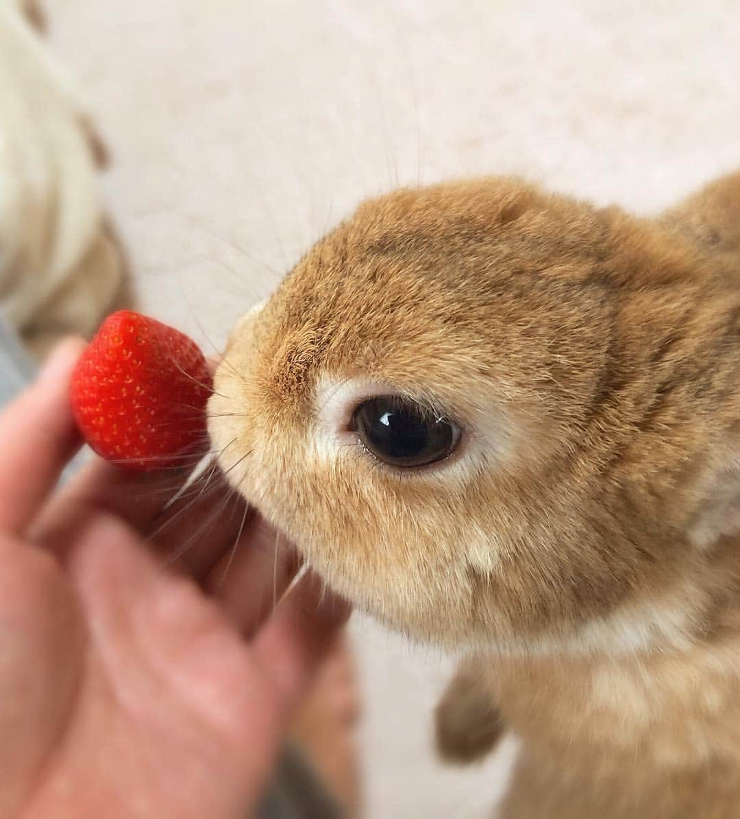 ラン?さんのインスタグラム写真 - (ラン?Instagram)「いちご🍓✩°｡⋆♡*° ボクは葉っぱしか食べない派です🐰 ☆ お久しぶりの投稿です！！ ランは変わらず元気ですよー(^-^) 私がなんだか忙しくて投稿できてません…(;´ω｀) ランをなでなでしながら、私が先に寝る😴という日々の繰り返し😂(笑) ☆ #うさぎ #ネザーランドドワーフ #rabbit #bunny #bunnystagram  #rabbitstagram  #cute  #かわいい #ふわもこ部  #もふもふ  #zip写真部  #アニマル写真部 #instagramjapan #netherlanddwarf #うさぎと暮らす  #うさぎのいる暮らし #癒し #kawaii #ランちゃん  2019.04.07」4月7日 12時35分 - mofumofuusako